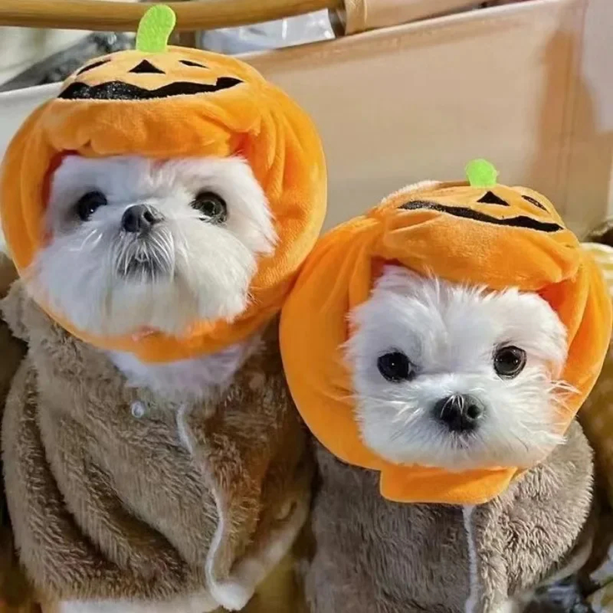 Purrelia Plush Pumpkin Pet Hat, view 2